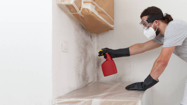 Basement Mold Remediation treatment on basement walls in Somerset